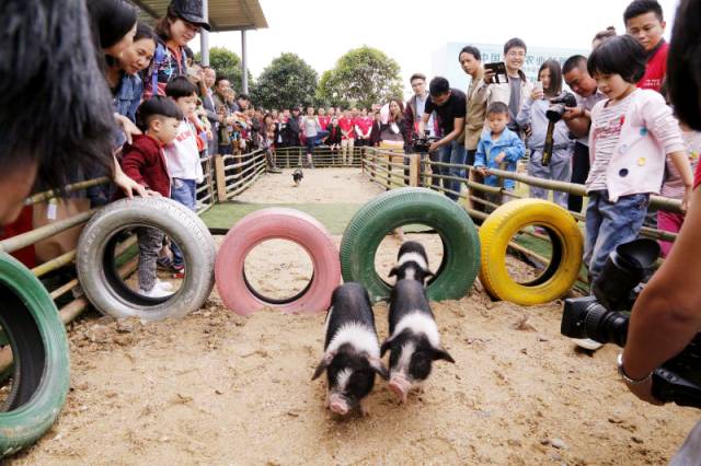 孩子们的乐园他要做万千孩子的「田妈妈」pg模拟器试玩把30多个城郊农场爆改成(图11)