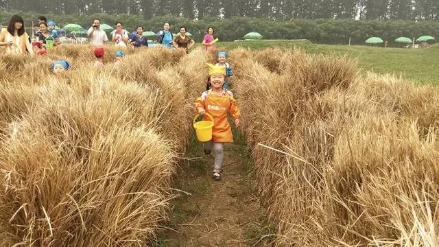 孩子们的乐园他要做万千孩子的「田妈妈」pg模拟器试玩把30多个城郊农场爆改成(图17)